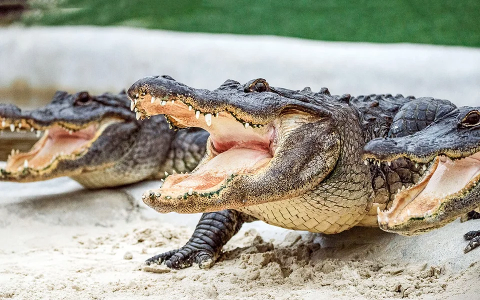 Alligators resting together with their mouths open