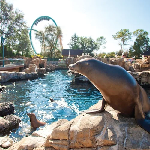 Sea lion beside a pool at SeaWorld Orlando