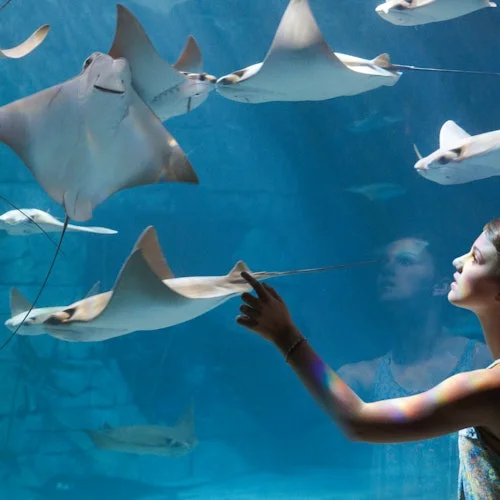 Visitors watching rays and fish through aquarium glass