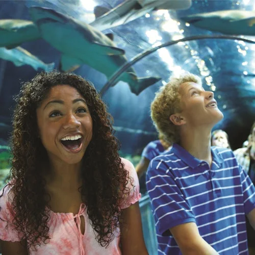 Visitors beneath an aquarium viewing window at SeaWorld